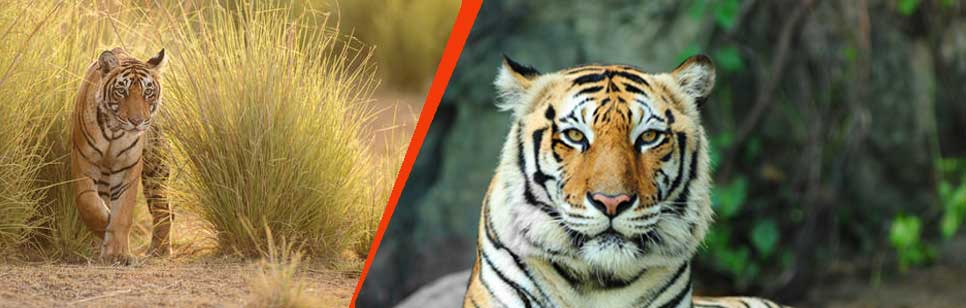 What you should know about tigers