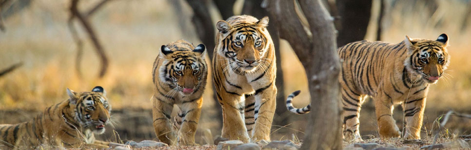 wildlife safari india