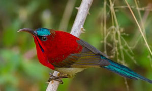 gorumara birds watching