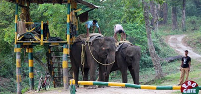 tadoba jeep safari