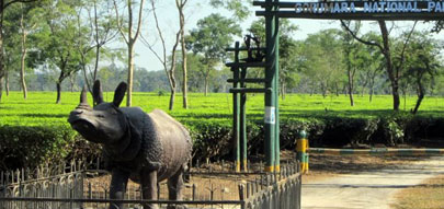 tadoba jeep safari