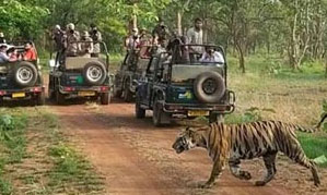 nagzira jeep safari