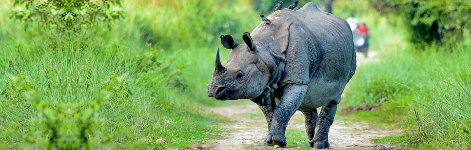 kaziranga rhino