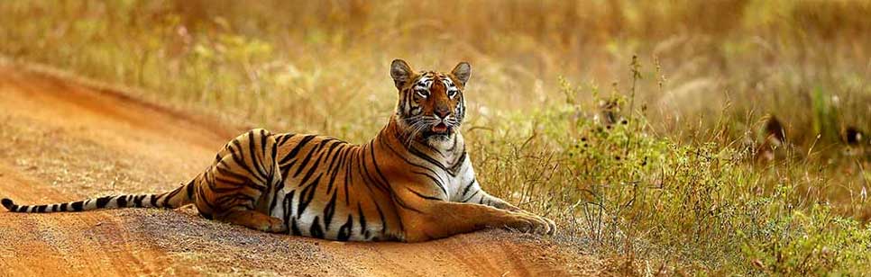 tiger in tadoba