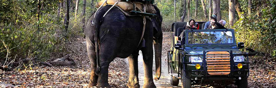 elephant safari view